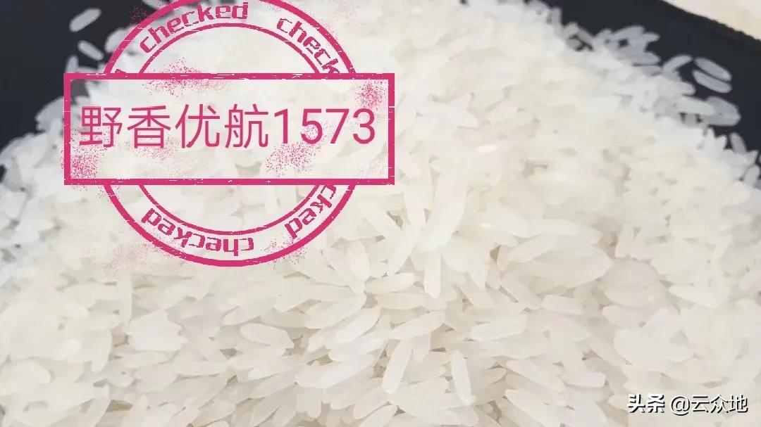 特优品种泰优明月丝苗,为何脱颖而出?食味优、外观好、丰产稳产