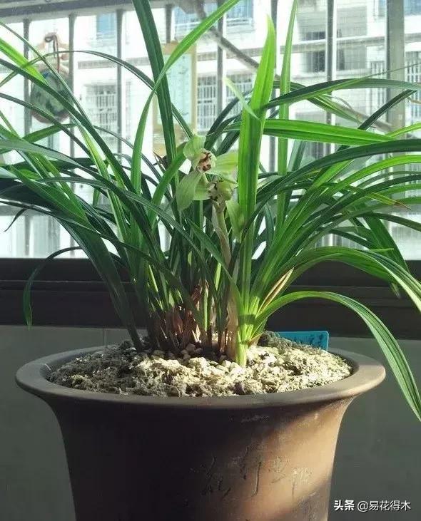 春兰大富贵春剑大富贵区别,春兰大富贵vs春剑大富贵