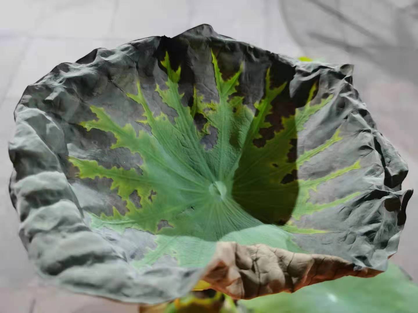 荷花盆栽不发芽怎么办,荷花暂时种不了怎么处理