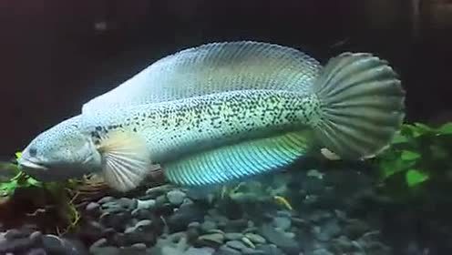 老百姓养得起的观赏鱼,皮实好养的本土观赏鱼有哪些