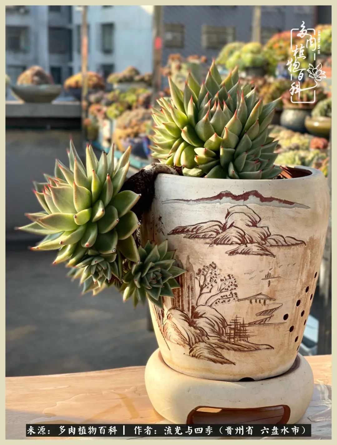 国庆假期你快乐吗？来，凉都美肉与你相伴一一小乌木的霸气东云