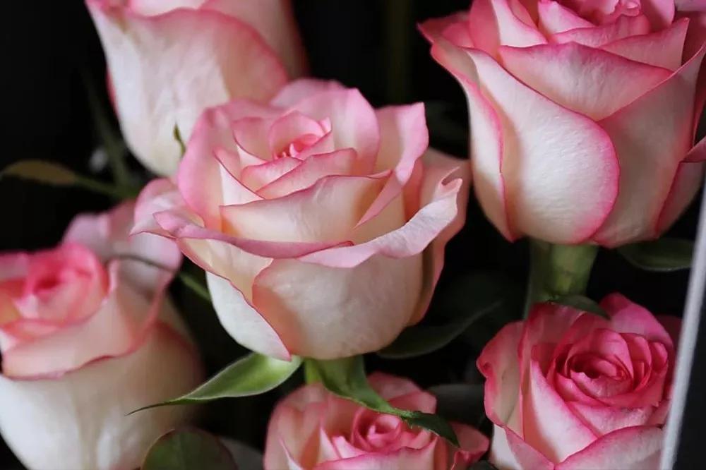 花店必备的5款玫瑰,花店最常用什么品种的玫瑰花