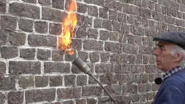 不伤墙体的爬藤植物,可以爬满整个房子的长青爬藤植物