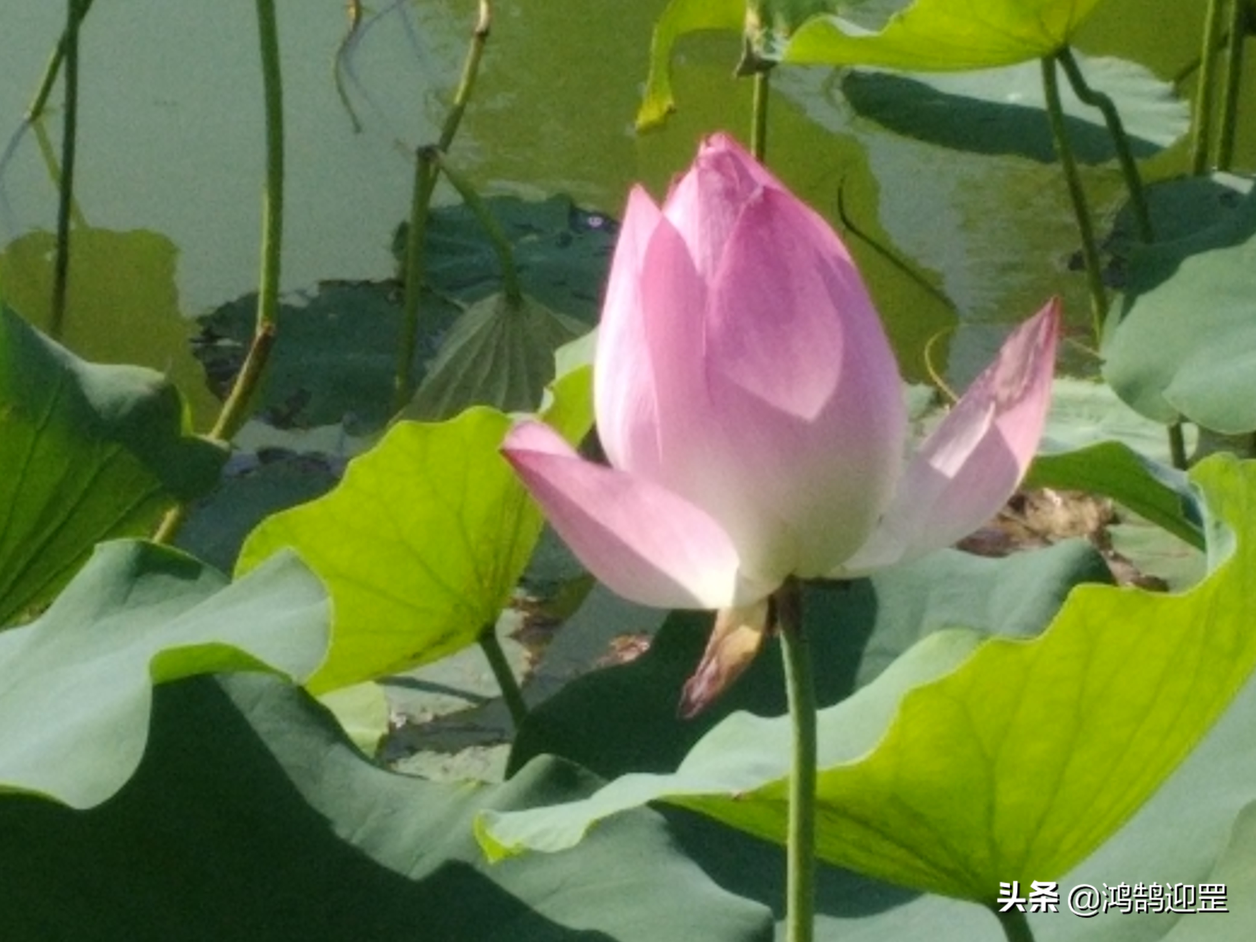 《荷塘月色》中“又如刚出浴的美人”被建议从课本删除，有无道理