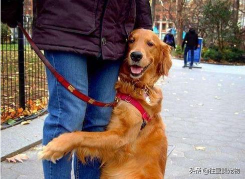 成年金毛狗怎么养,金毛幼犬家庭养殖方法