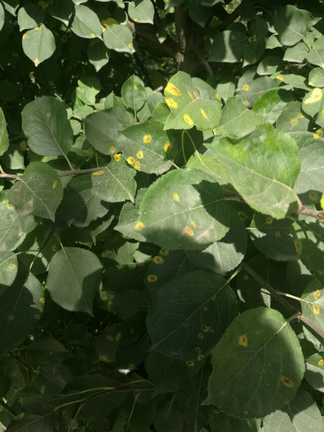 看图识病100例,看图识病图片及答案