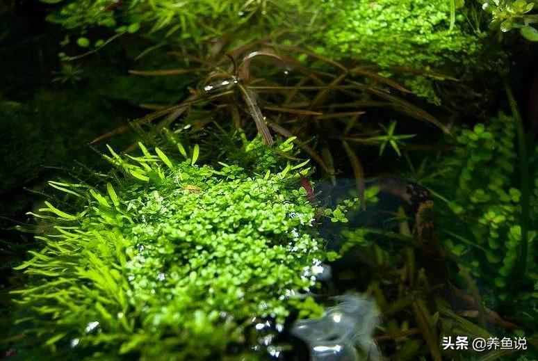 水草入缸怎么不扶起来,水草养不活怎么办