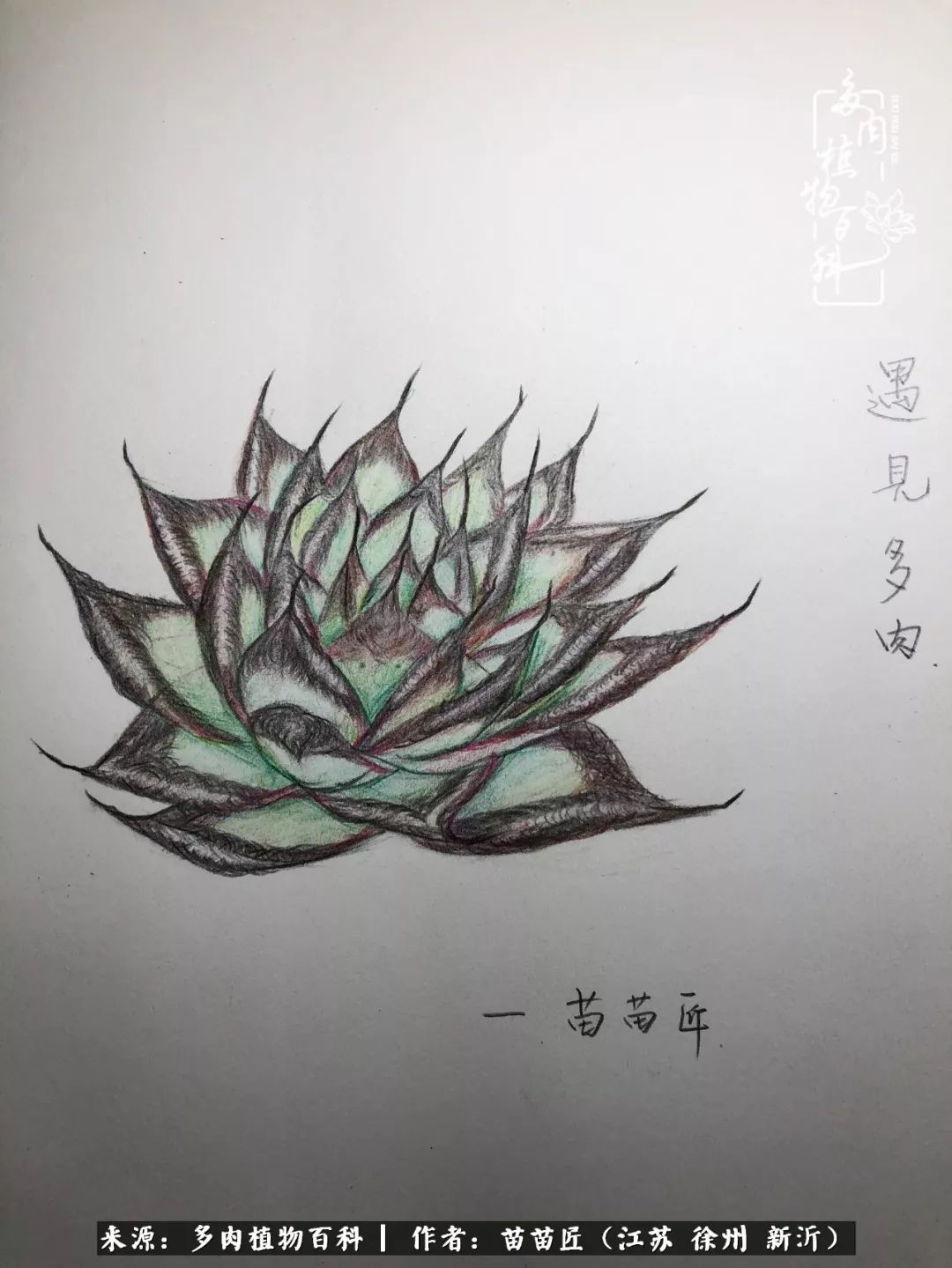 多肉之江湖：众肉友们，修仙渡劫几何了？