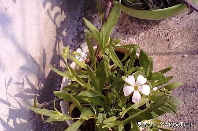 长在玉米地里，结出的“种子”珍贵，被称为“麦蓝菜”，别忽视