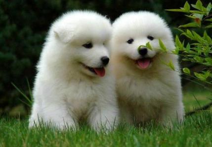 狗狗缺微量元素需要补维生素么,狗狗复合维生素和微量元素的区别