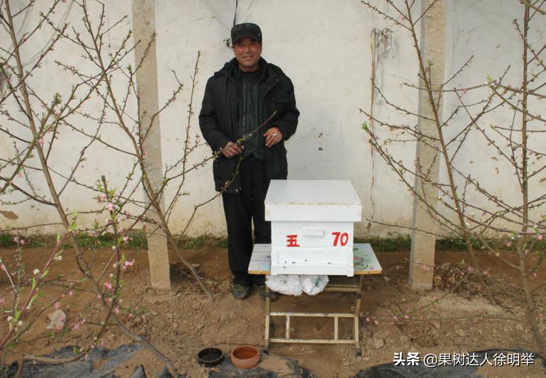 桃养人，可要种好桃，这些桃的特性要了解