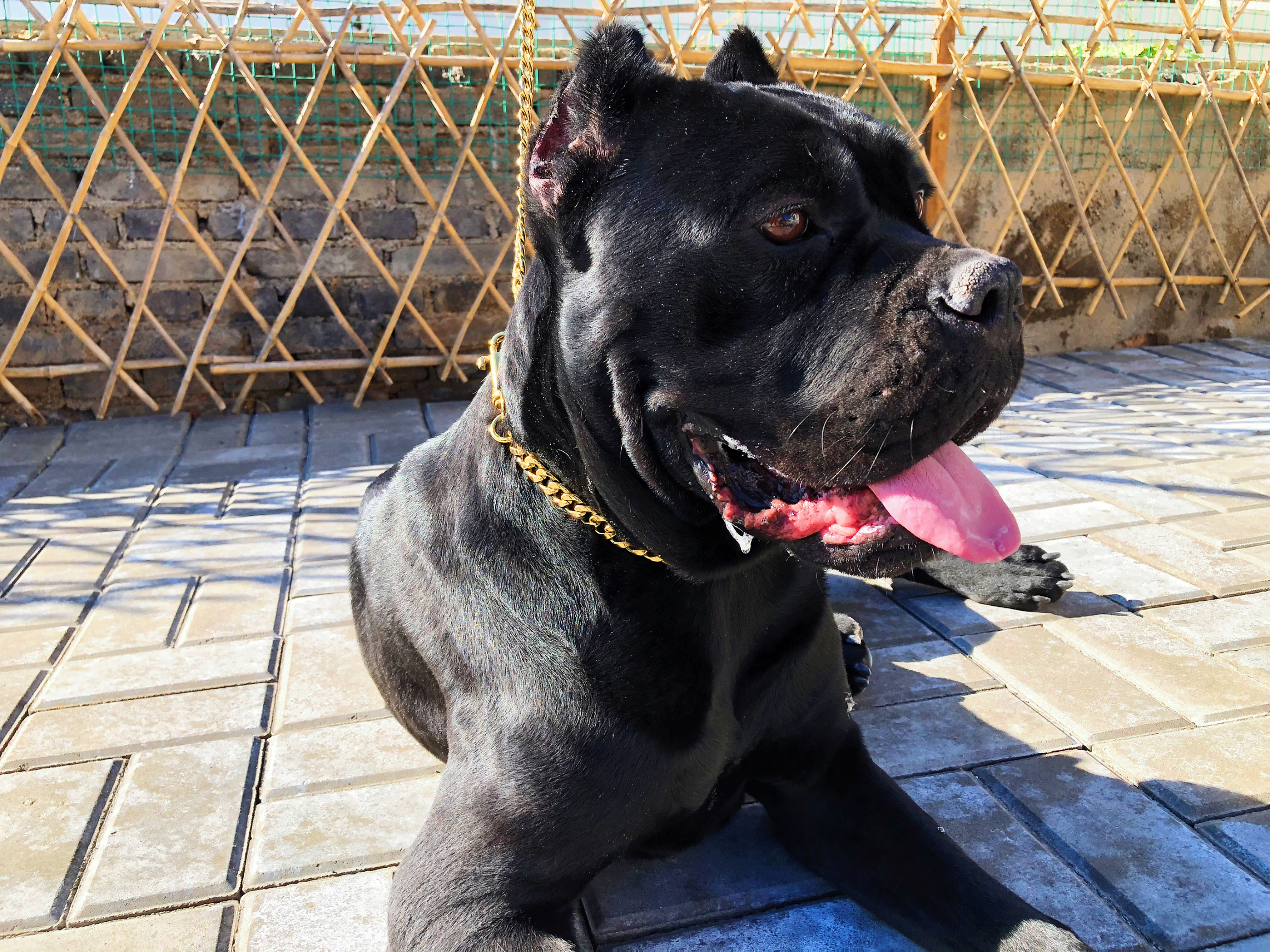 男人的最爱卡斯罗犬，它的事迹你了解吗？