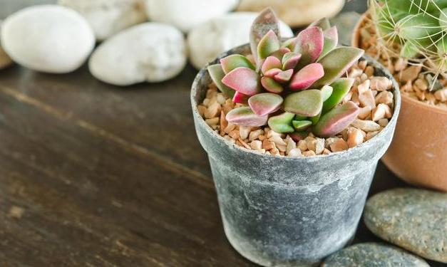 多肉白腐病的克星,多肉黑茎怎么治