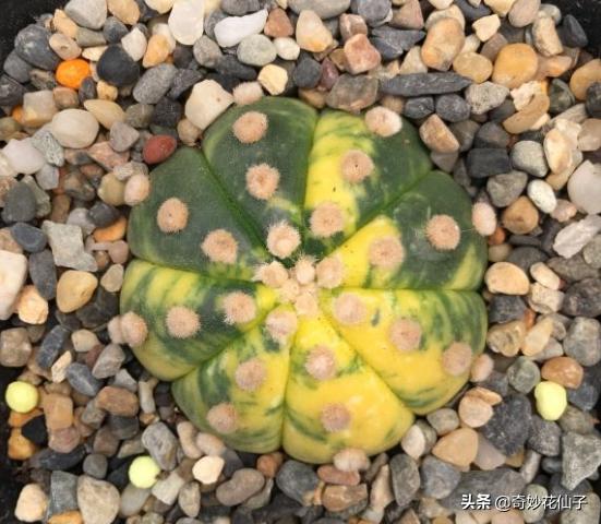 这些花全是药锦，买回家必死，送你都不能要