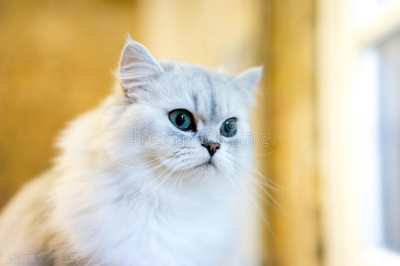 猫癣长在胡须上拔了,猫咪胡须处秃了还会长出来吗