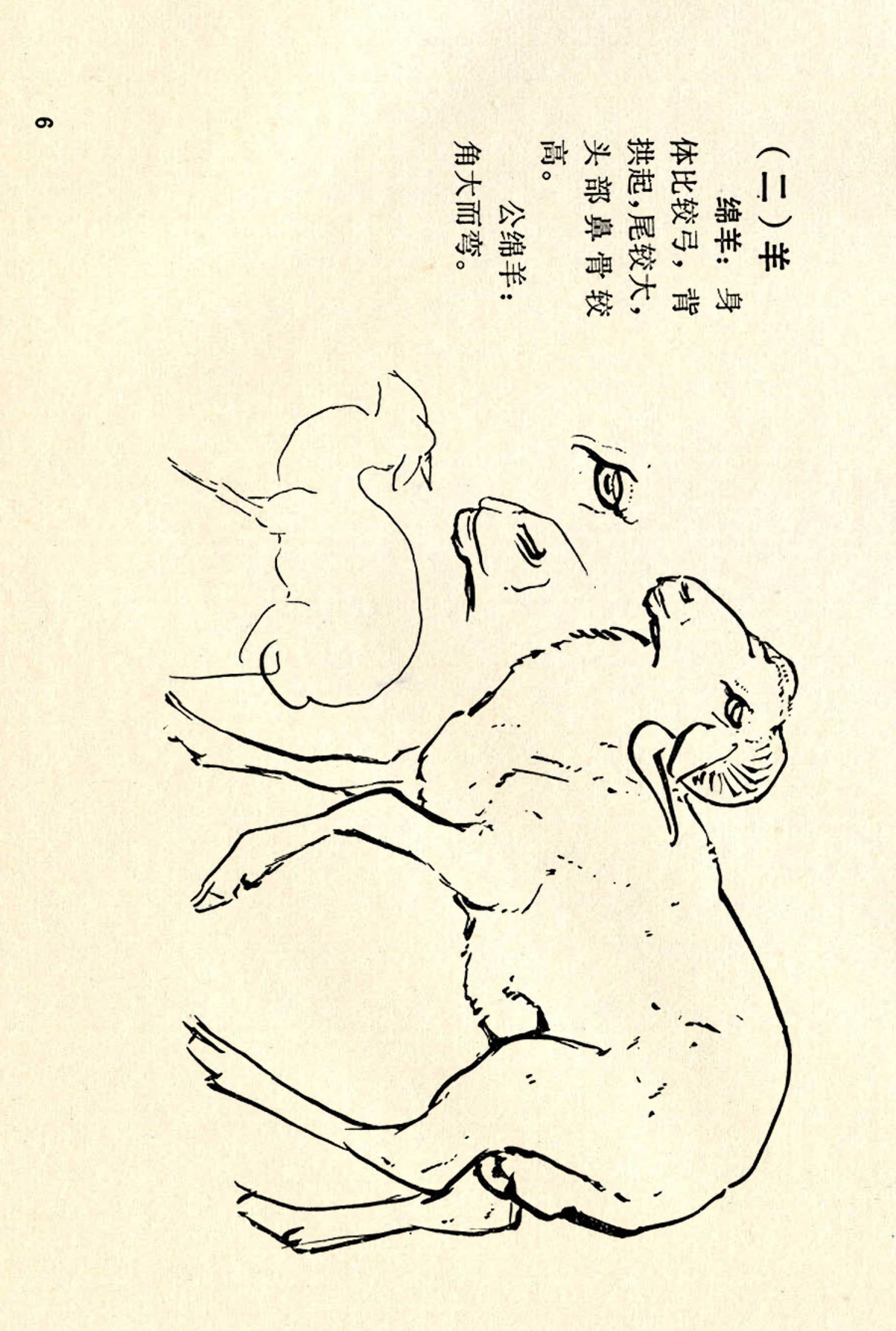 刘继卣画的学习方法,刘继卣动物插画