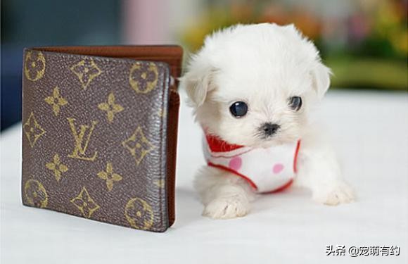 养茶杯犬需要注意什么,养茶杯犬需要注意的事项