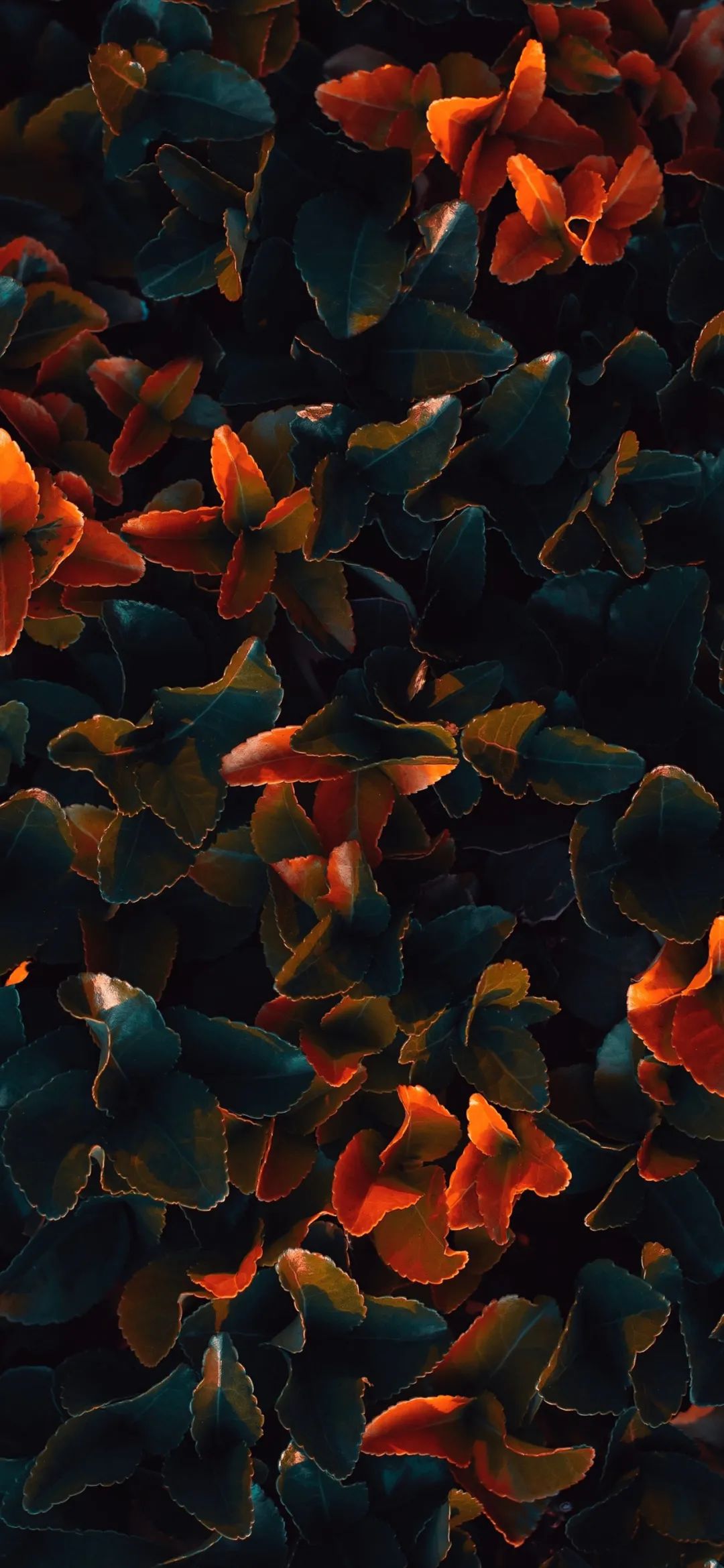 文艺素雅治愈植物手机壁纸,唯美治愈系手机壁纸植物