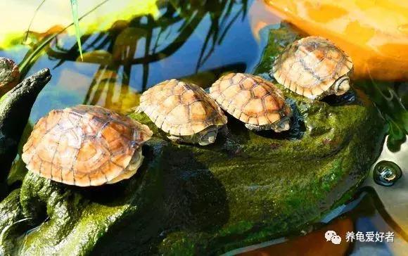 鳄鱼龟腐甲会影响生长吗,龟腐甲是什么原因造成的