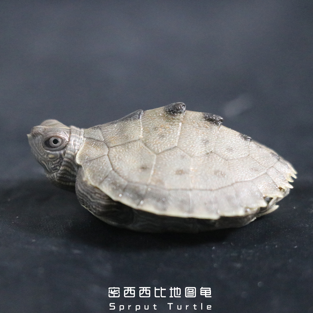 养情侣龟注意什么,养龟的注意事项和方法