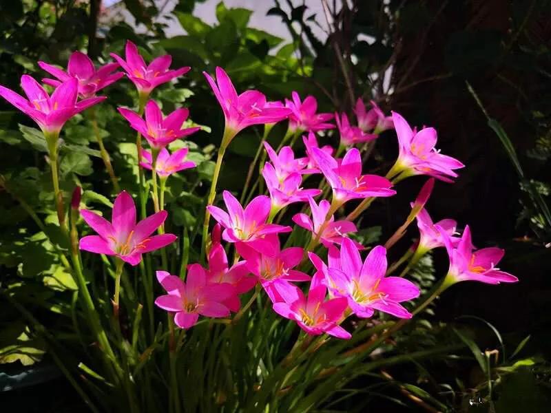 风雨兰叶子尖干怎么办,风雨兰叶子尖发黄怎么办