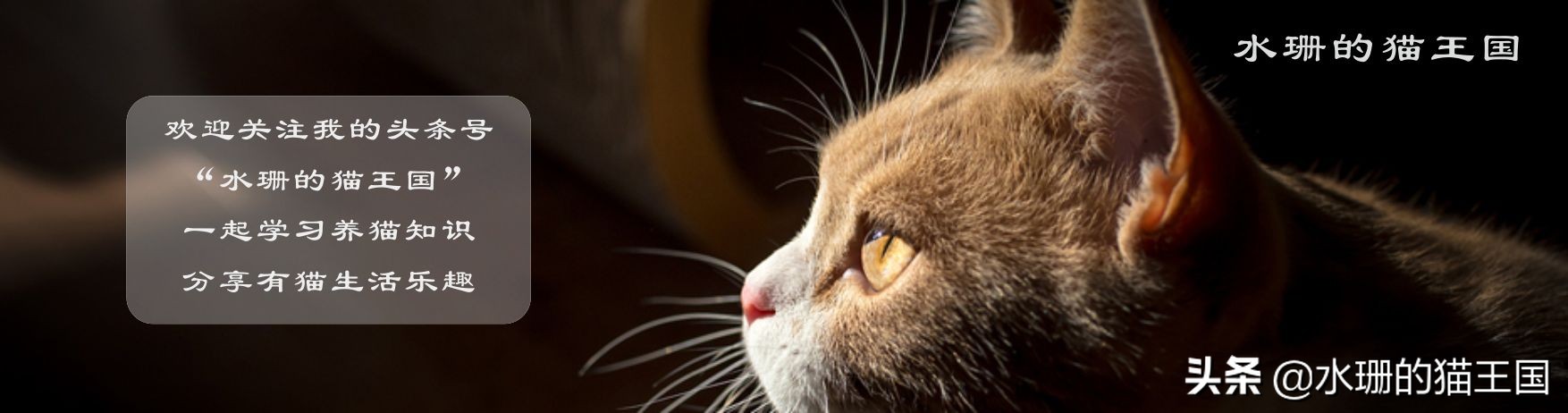 猫狗吃洋葱为什么中毒,猫狗可以吃大葱吗