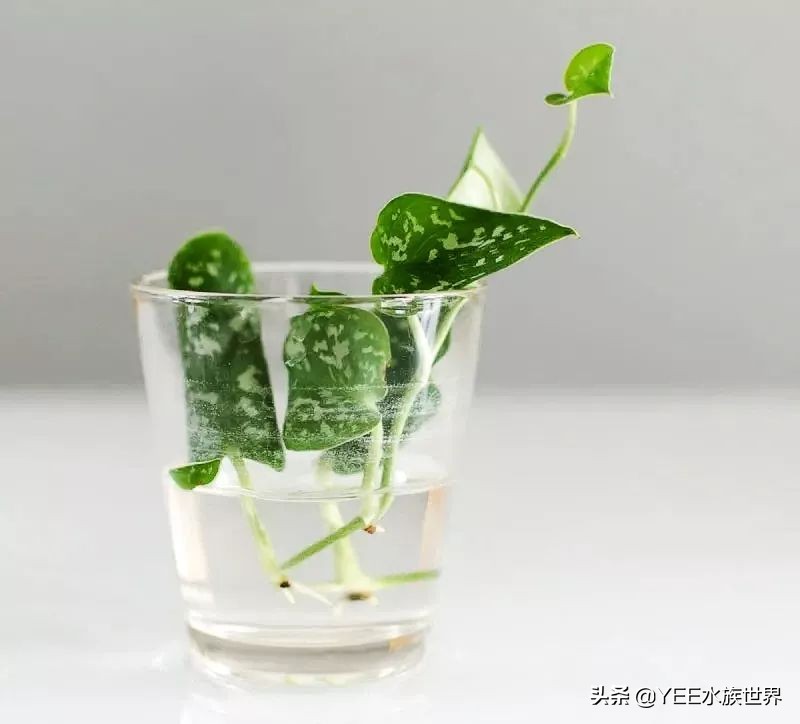 绿萝怎么转水进鱼缸,绿萝放鱼缸里当水草怎么转水