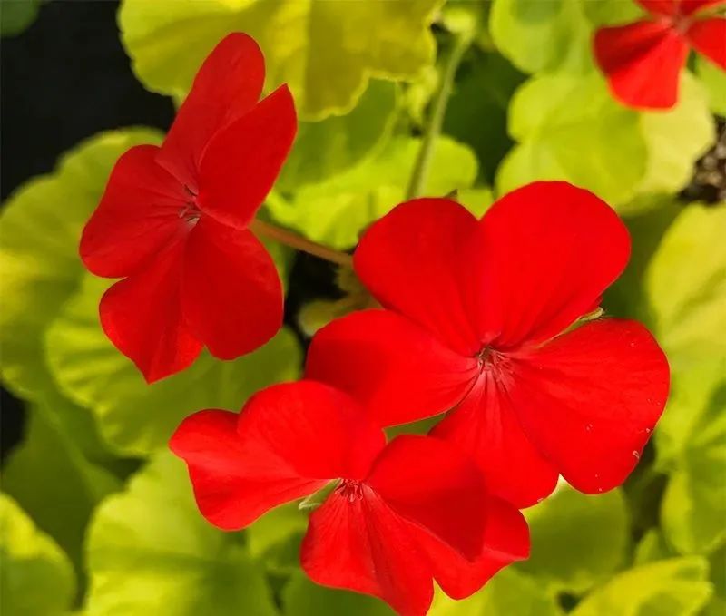 这种花别乱浇水水越多越不开花,这种花不怕冷好养易活