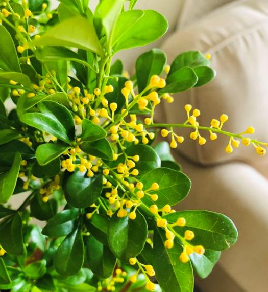 米兰用什么土养殖方法,米兰的养殖方法及注意事项图片