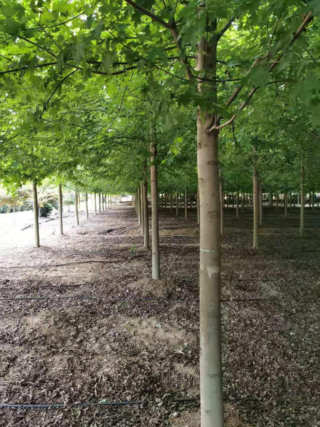 红枫树怎么样管理,美国红枫最佳栽植时间