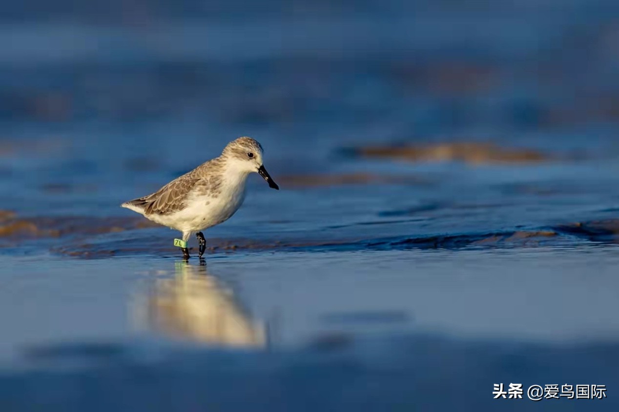 勺嘴鹬自带饭勺的小萌物,自带饭勺的勺嘴鹬