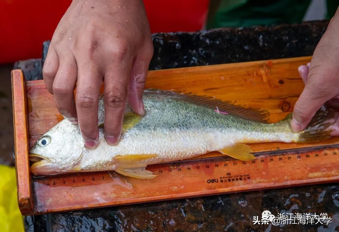 娴欐睙鏃ユ姤娣卞害鎶ラ亾,娴欐睙鏃ユ姤寮曢鏂扮殑鑸▼