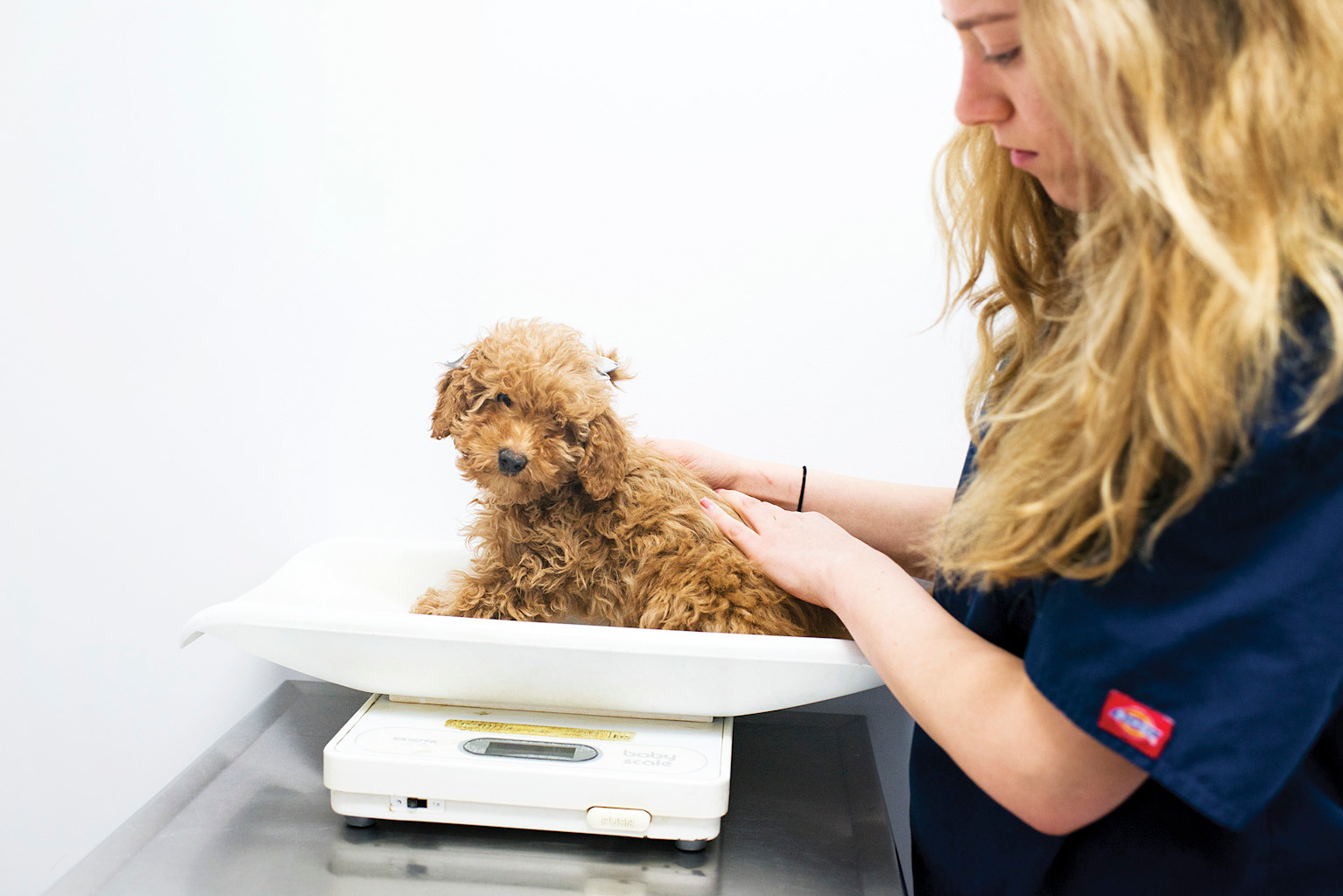 泰迪不吃狗粮该怎么办,泰迪狗不吃狗粮怎么办什么也不吃
