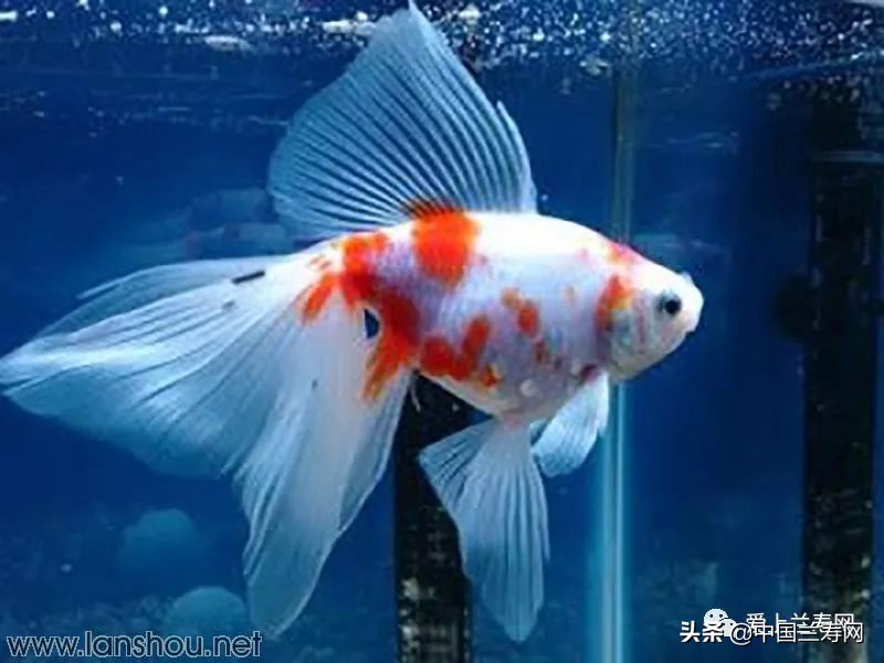 那些企图拿尾巴征服世界的金鱼们