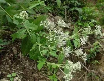 整合——28种青草药,赶快收藏备用!