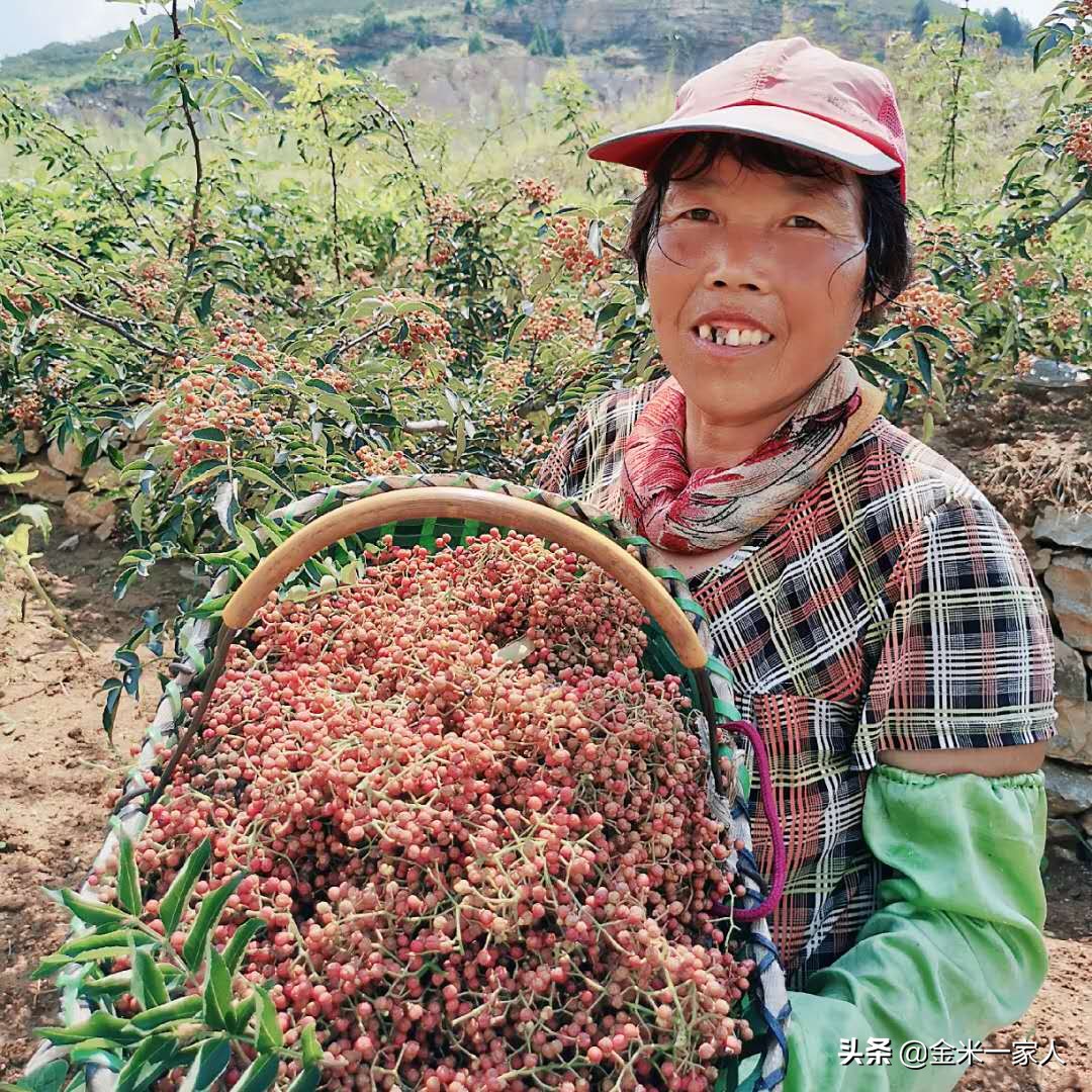 花椒好吃但是摘花椒也辛苦,教给大家采摘花椒的小技巧