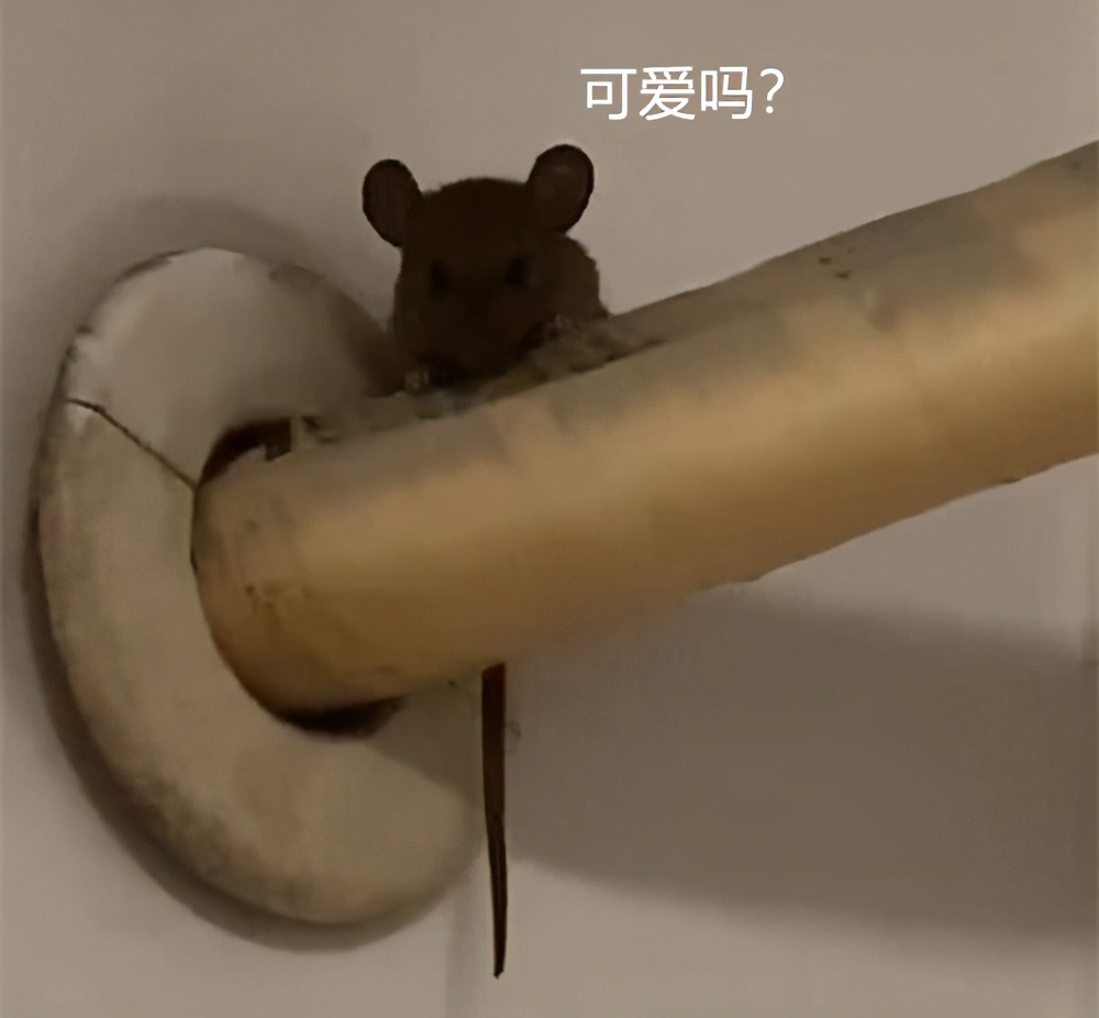 空调水管里有异物怎样取出来,空调管子里好像有老鼠