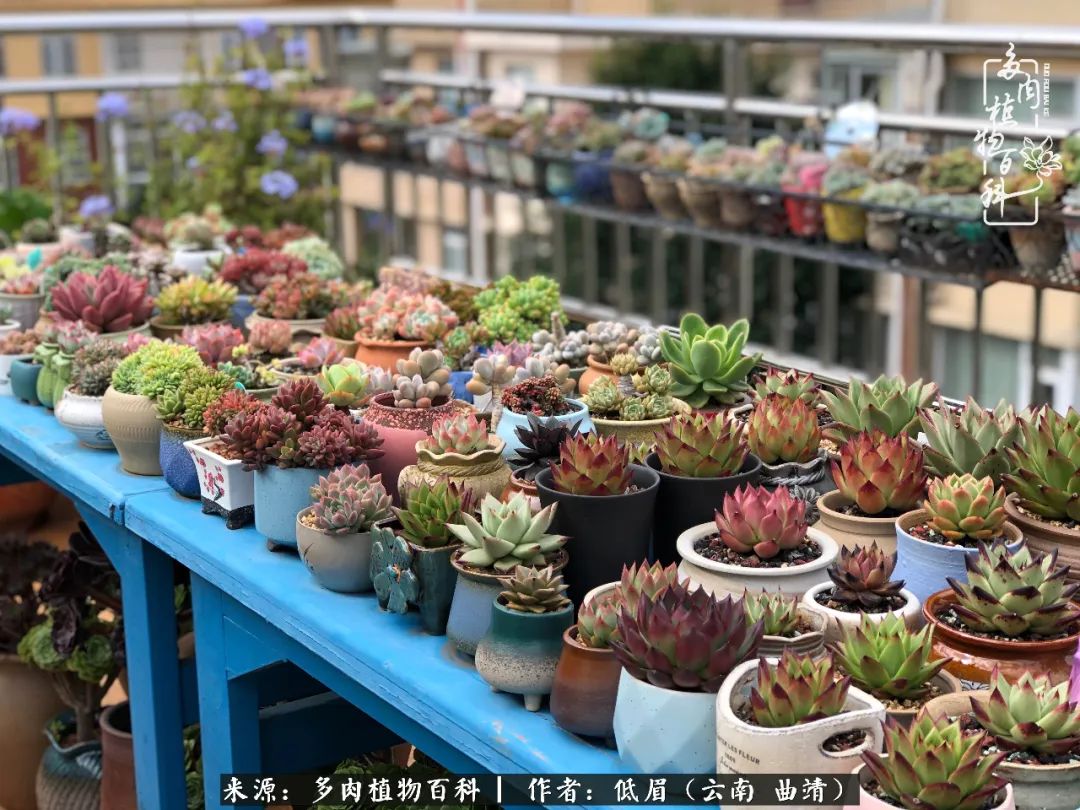 多肉怎么养度夏,多肉怎么养之度夏篇