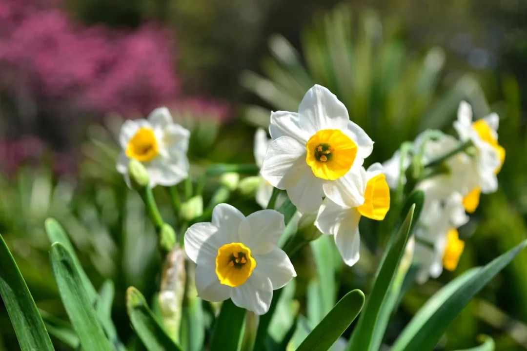 水仙对光照的要求,水仙施肥的正确方法
