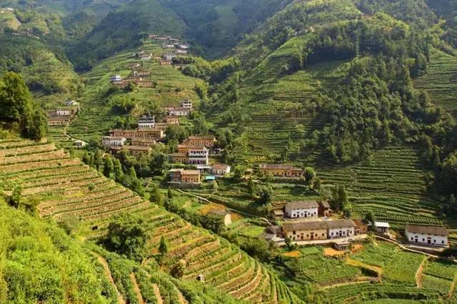 大自然唯美黄山风景摄影,打卡歙县蜈蚣岭高山茶梯田