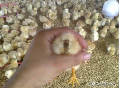 鸡拉白痢如何治疗用什么药最好,鸡拉白痢用土霉素可以治好吗