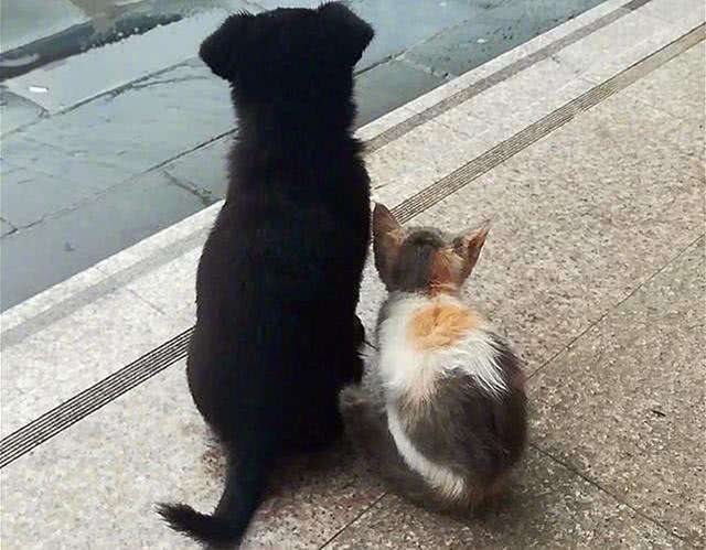 一只被遗弃的小猫在这里乞讨,一只被遗弃的小狗终日流浪在街头