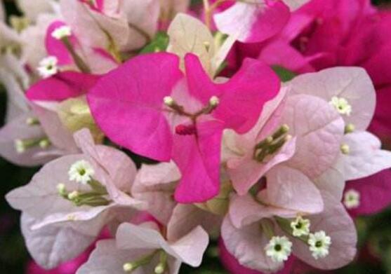 三角梅品种，细数三角梅最好看的八大品种