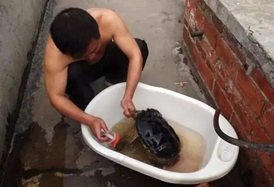 钓了这么多年鱼,有人钓到100多斤的大鳄龟