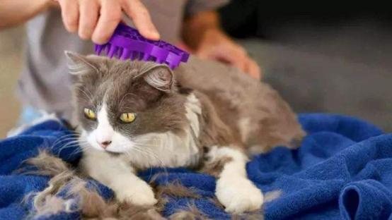 夏天猫咪怎么度过的,夏天猫咪怎么避暑旅游