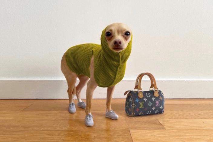 还在自嘲单身狗？快醒一醒！看看汪星人都拥有LV限量款了