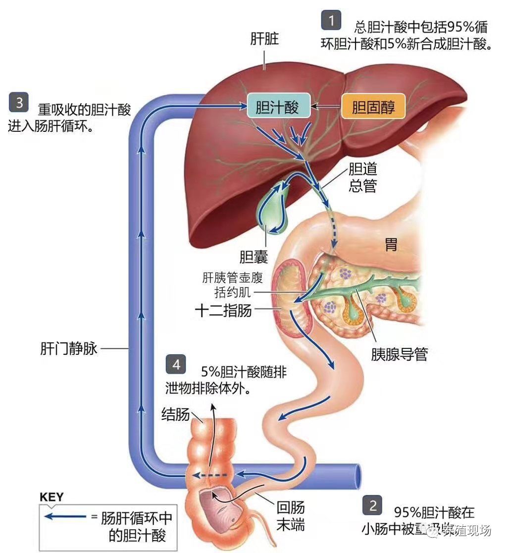 霉菌毒素对禽的危害,禽霉菌病怎么治疗