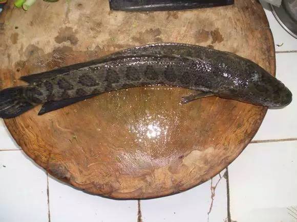 史上最全海鲜视频,史上最全海鲜贝类大全