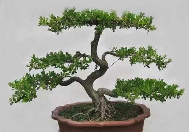 黄杨盆景怎么养5个小知识,详解黄杨盆景养护方法