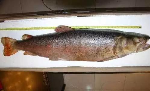 黑龙江五大名鱼,黑龙江最顶级的鱼